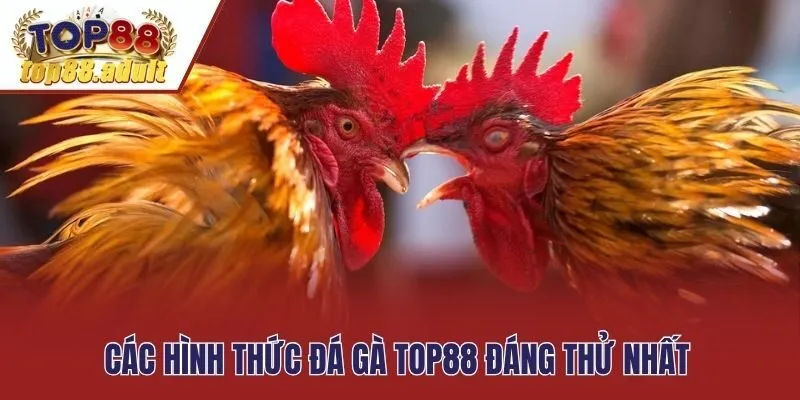 Các hình thức đá gà Top88 đáng thử nhất
