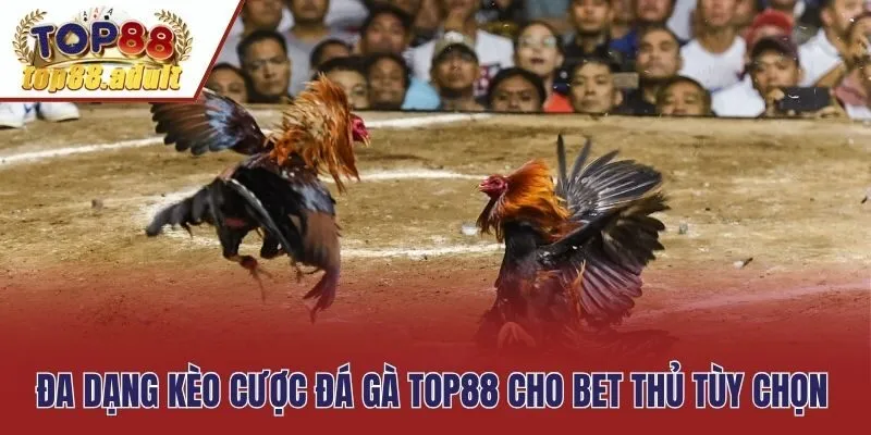Đa dạng kèo cược đá gà Top88 cho bet thủ tùy chọn